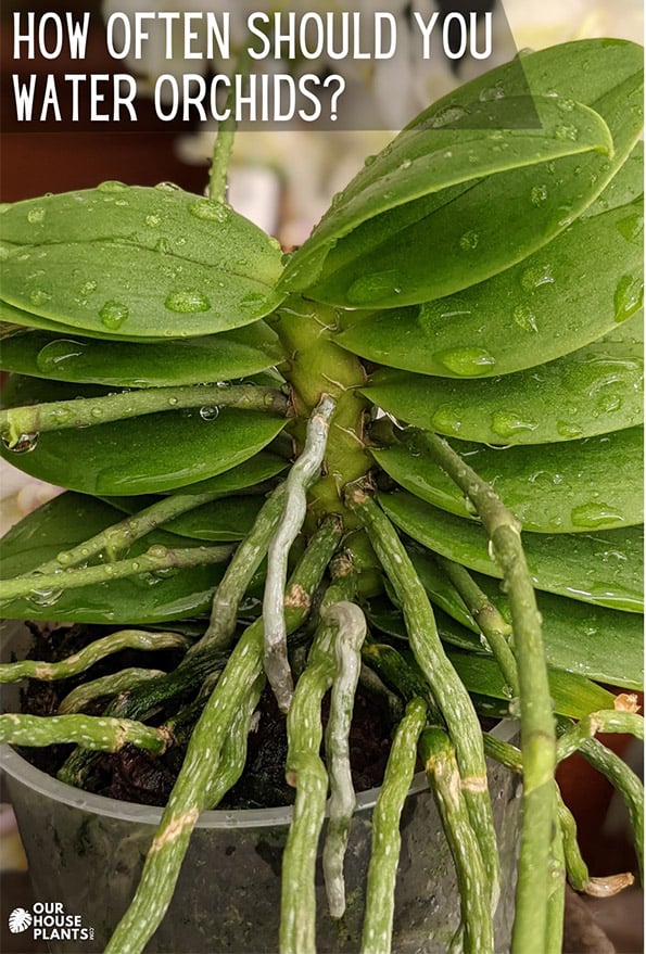 Orchid Plant with wet leaves after just being watered
