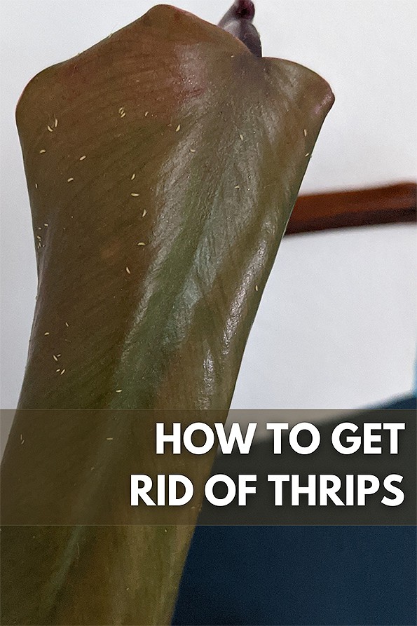 Thrips on a leaf of a Silver Sword Philodendron