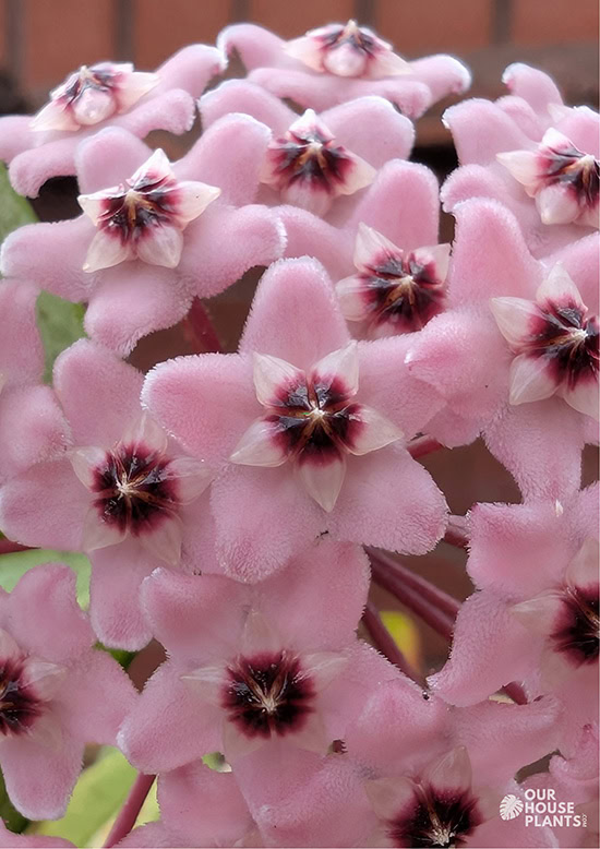 Close up shot showing off the waxy flowers. Nectar oozes from the center