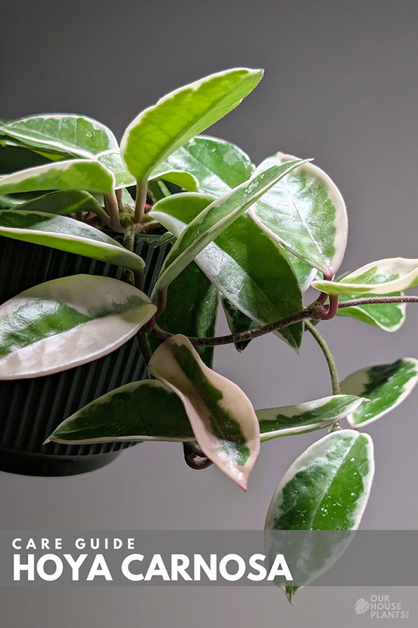 A Hoya carnosa Wax Plant growing in a pot with long trailing stems