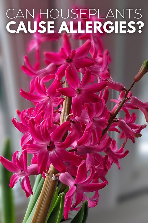 hyacinth in full bloom with star shaped dark pink flowers