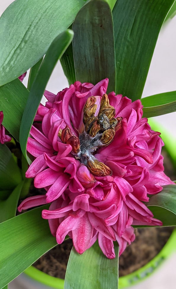 hyacinth with a pink flower bud that is rotting