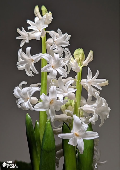 A blooming Hyacinth with brilliant white flowers against a dark grey background A blooming Hyacinth with brilliant white flowers against a dark grey background