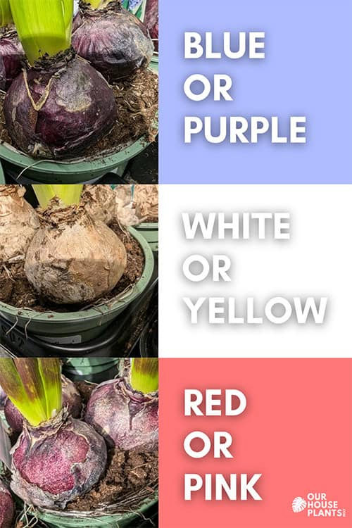 Three different hyacinth bulb colours which then indicate what colour the flowers will be