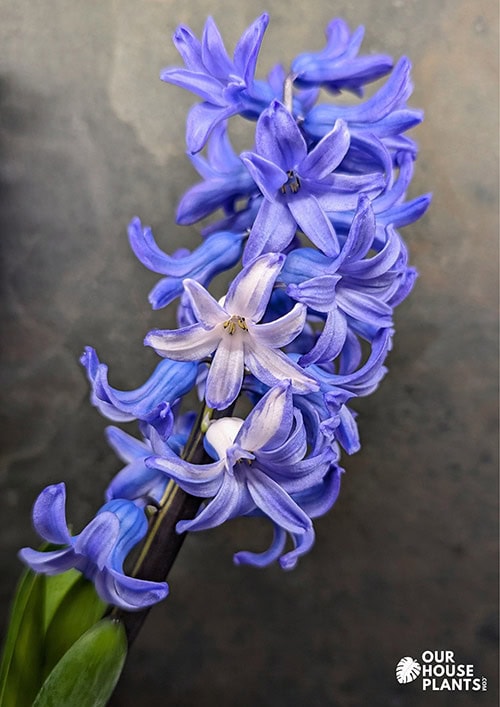 A mutant single flower comes out mostly white while the rest are a blue shade A mutant single flower comes out mostly white while the rest are a blue shade
