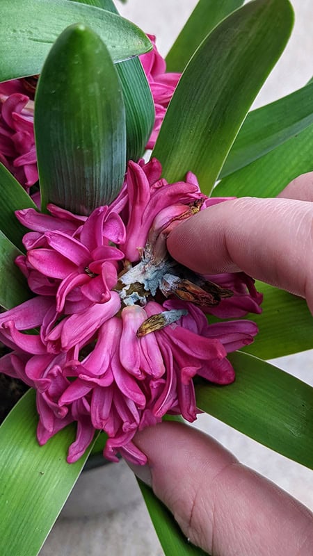 This pink hyacinth has started blooming, but not all the buds have opened and some are rotting