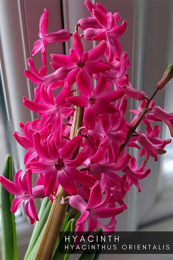A hyacinth with a flowering pink flower stalk