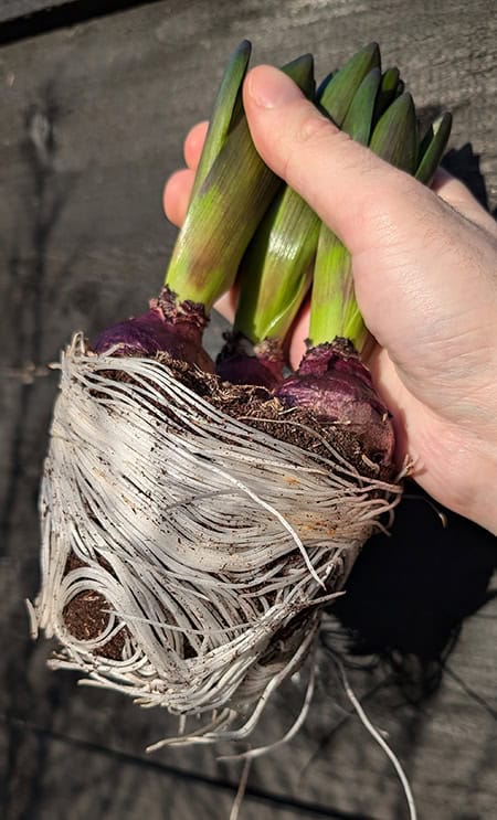 The white roots produced by hyacinths look like noodles