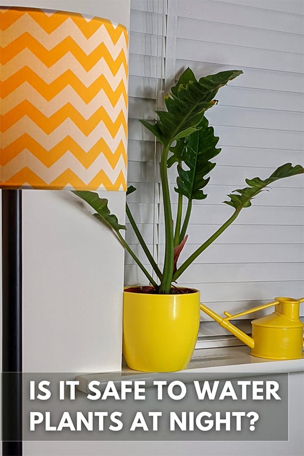 philodendron ring of fire next to a yellow lamp and closed blinds being watered