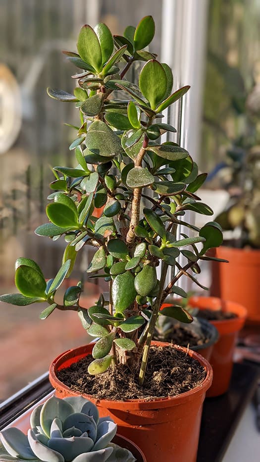 Plant / Jade Plant (Crassula ovata) Our House Plants