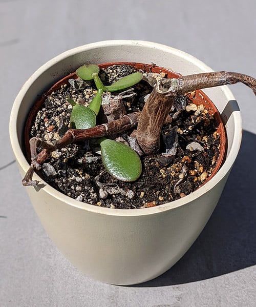 Money Plant, Crassula ovata, with leaf drop