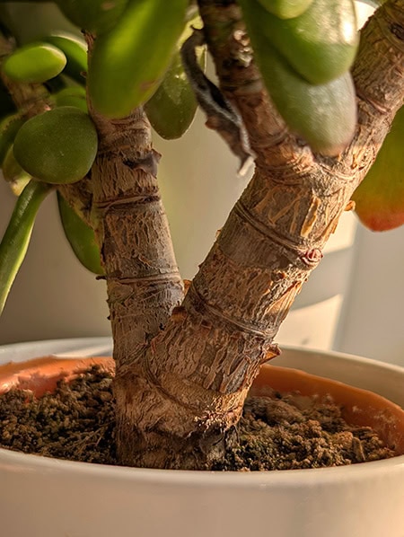 Jade Plant close up photo showing the thick woody stem Jade Plant close up photo showing the thick woody stem