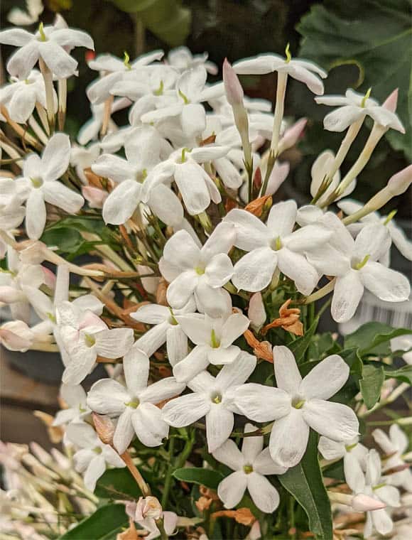White flowers of a Jasmine houseplant