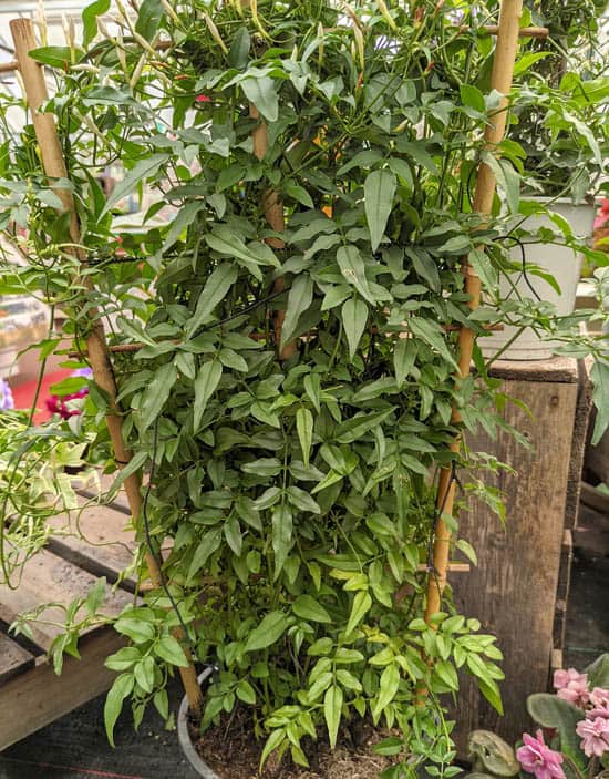 A large Jasmine growing with support of a frame