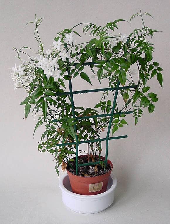 Star Jasmine: Plant Care & Growing Guide