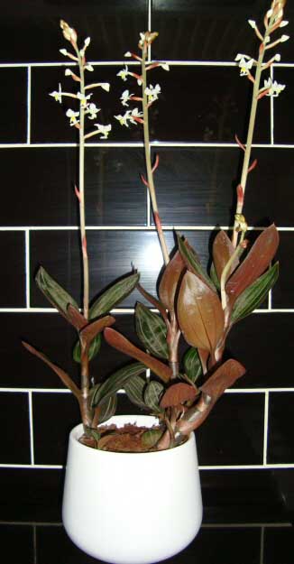 jewel orchid Ludisia discolor flowers plant