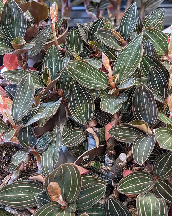 Lots of Jewel Orchid plants for sale in a shop
