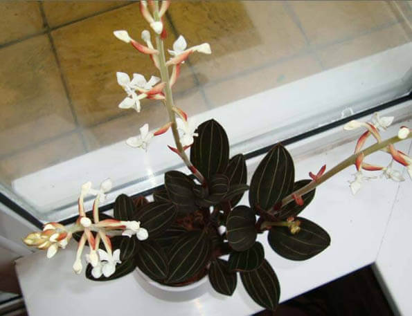 Jewel Orchid in flower which is located next to a bright window