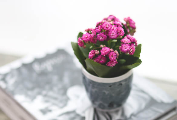 Kalanchoe with pink flowers in a small pot by kaboompics