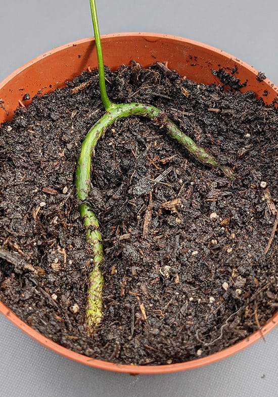 Cutting pushed into a container of moist dirt