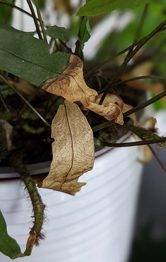 Brown leaves and tips on kangaroo fern