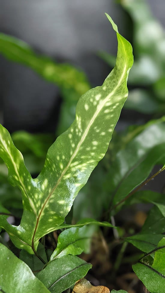 Yellow spots and marks on kangaroo fern