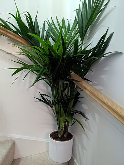 Large Kentia Palm in a white planter at the bottom of a staircase