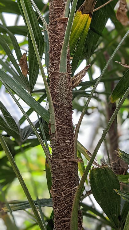 Photo showing the Bamboo like sheath on a growing petiole