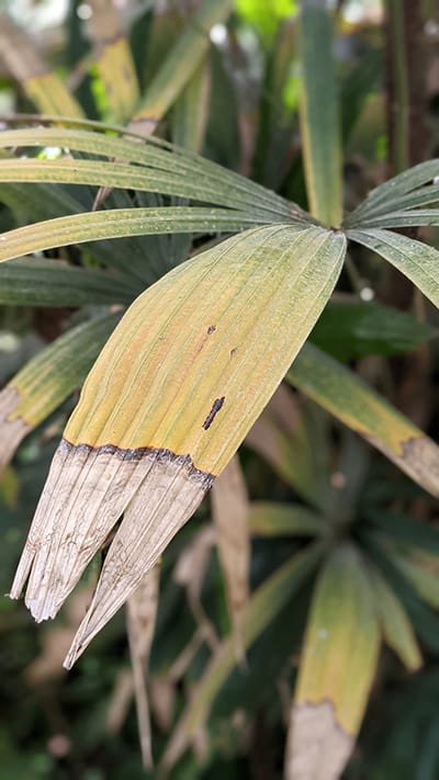 Yellow leaves on a Lady Palm