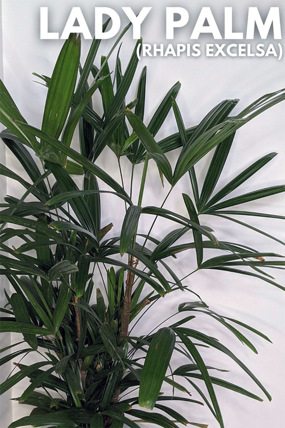 Lady Palm houseplant has dark green leaves are glossy and fan-shaped
