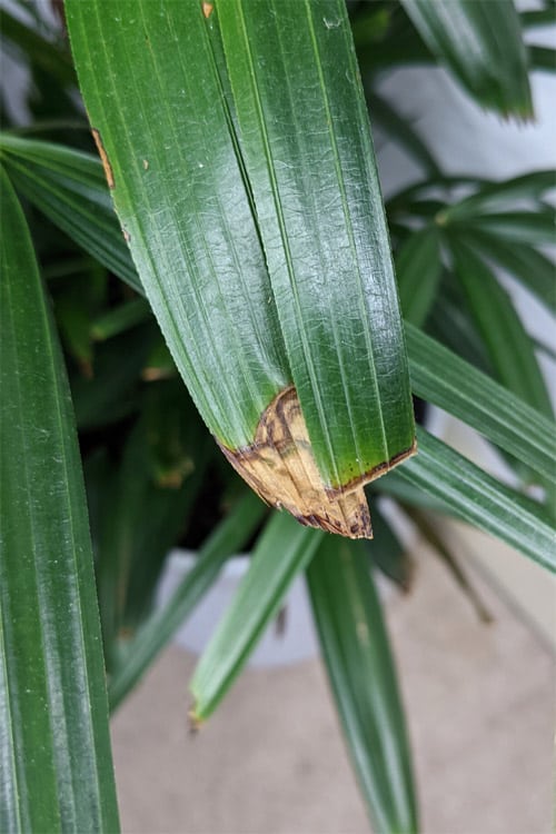 Brown leaf tips caused by underwatering