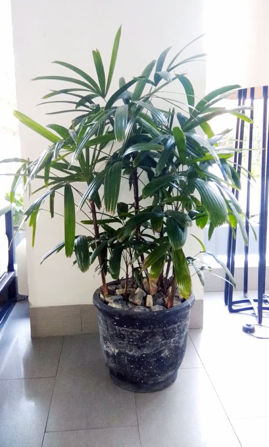 Rhapis Excelsa in a hotel lobby growing in bright indirect light