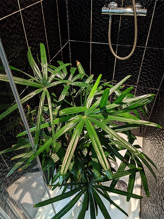 Lady Palm being washed and cleaned in a shower with black tiles