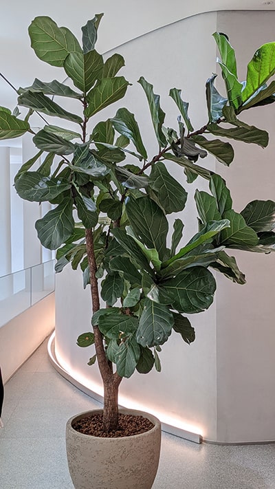 Large Fiddle Leaf Fig up against a white wall