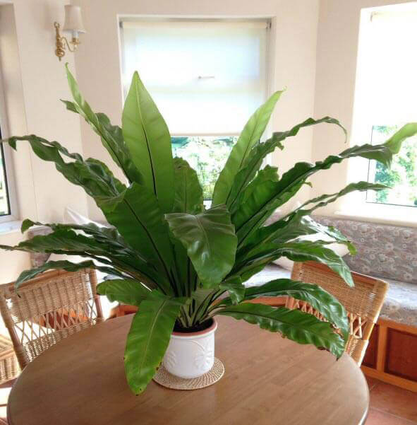 Bird's Nest Ferns do well in quite small pots like this one