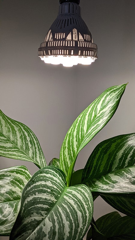 Full spectrum grow light with a Chinese Evergreen growing below it