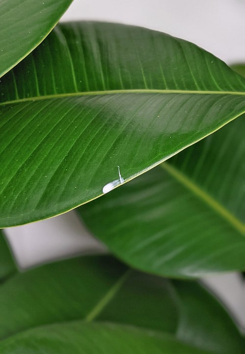 Ficus elastica with a small cut in the leaf and the white sap leaking from it