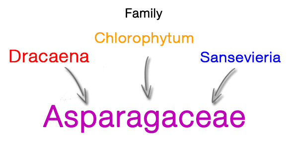 The Dracaena Genus is part of the Asparagaceae Family. Which includes Chlorophytum (Spider Plant), Sansevieria (Mother-In-Law's-Tongue) and the Yucca