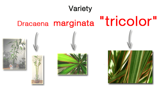 Dracaena marginata 'tricolor' is a variety of the Dracaena genus and the marginata species