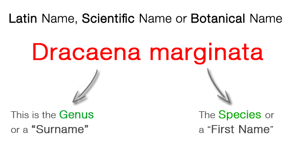 Botanical Latin Names 114