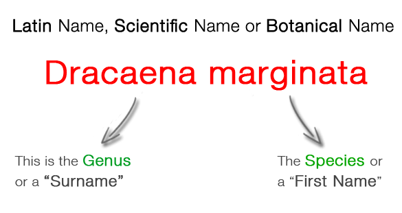 The Latin, Scientific or Botanical Name of the Madagascar Dragon Tree is Dracaena marginata. This name tells you its Genus and Species