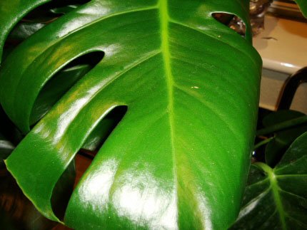 Using leaf shine on this Swiss Cheese Plant has produced remarkable shine