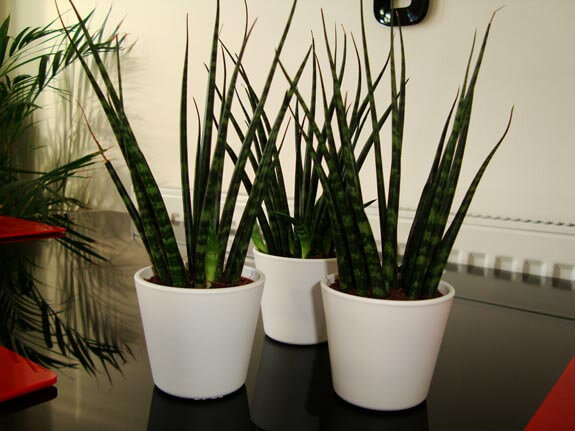 We used Sansevieria Mikado 'Fernwood' for the wall display