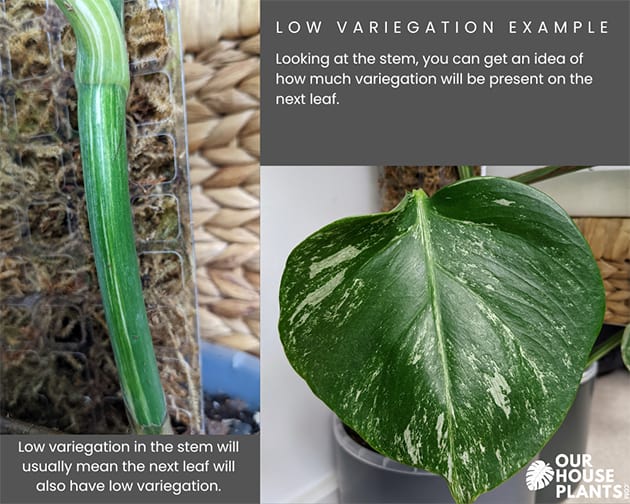 A diagram to show low variegation in this Monstera Albo stem and leaf