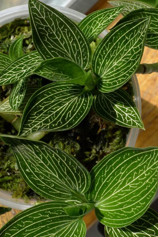 Ludisia Discolor var Alba plant