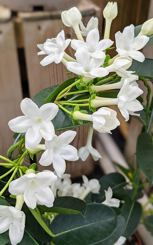 the pure white madagascar jasmine star shaped flowers