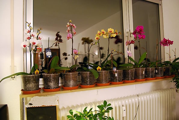 12 Moth orchid plants on a North facing window ledge