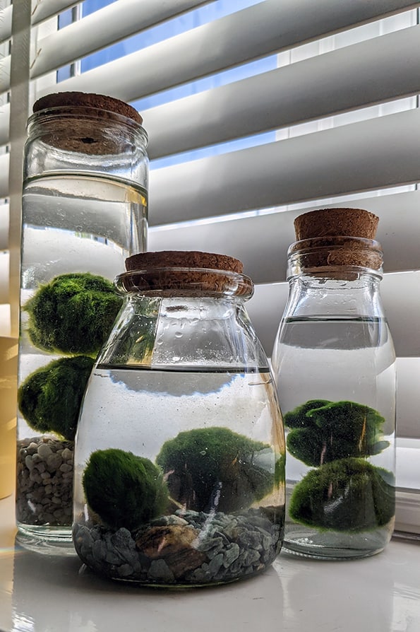 Three glass jars filled with water and Marimo plants