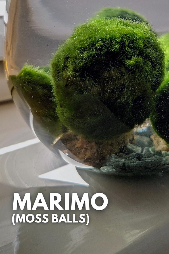 Marimo plants or Moss Balls in a open glass vase filled with water