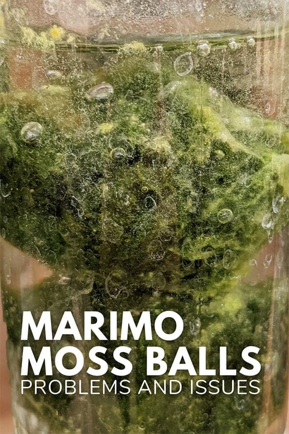 marimo moss balls growing in a dirty container with health issues